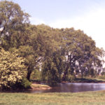 One Island pond, Mitcham Common, Mitcham, Surrey CR4.