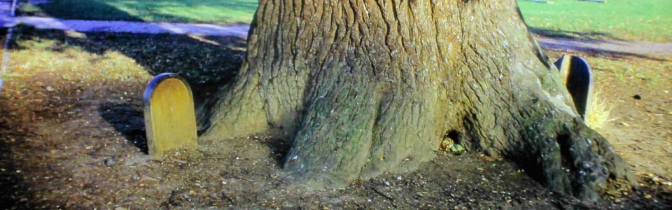 mhs-wjr-93-25 Parish boundary markers around oak tree in Chaucer Middle School playing field 10-71